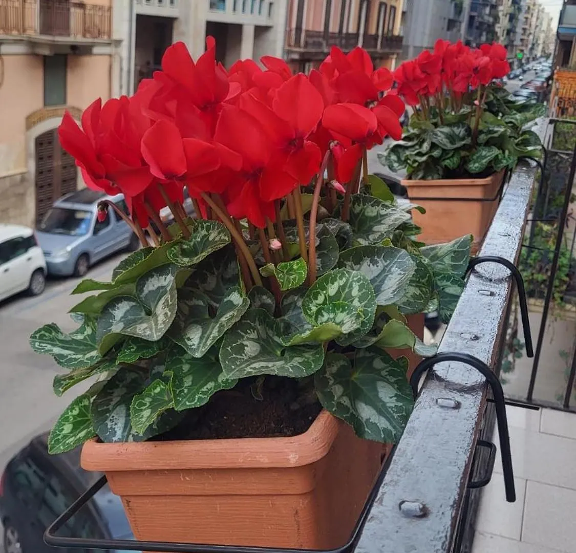Apartament Volare House Bari